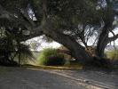 16 Centenary acacia tree grown into an ancient well